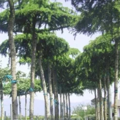 Ceder Als Dakboom (Cedrus Deodara 'Pendula') -Tuin Verhaal Verkoopwinkel 077cedrusdeodarapenduladakvorm 3