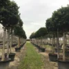 Liguster Als Boom (Ligustrum Japonicum 'Texanum') -Tuin Verhaal Verkoopwinkel 19