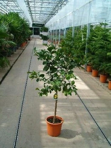 Limoen (Citrofortunella Lemon) 3 Limoen (Citrofortunella Lemon)