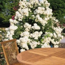 Miniklimroos (Rosa 'Guirlande D'Amour') 10 Miniklimroos (Rosa 'Guirlande D'Amour') -Tuin Verhaal Verkoopwinkel 20060518173607 1