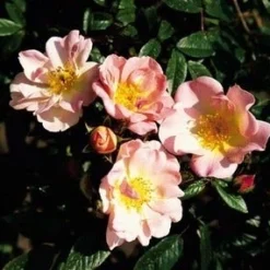 Miniklimroos (Rosa 'Open Arms') -Tuin Verhaal Verkoopwinkel 20060522130052 1