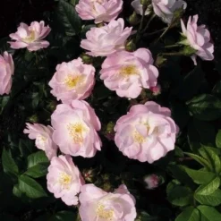 Miniklimroos (Rosa 'Perennial Blush') 5 Miniklimroos (Rosa 'Perennial Blush') -Tuin Verhaal Verkoopwinkel 20060522130600 1