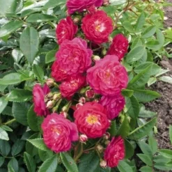 Miniklimroos (Rosa 'Perennial Blue') 7 Miniklimroos (Rosa 'Perennial Blue') -Tuin Verhaal Verkoopwinkel 20060522131138 1