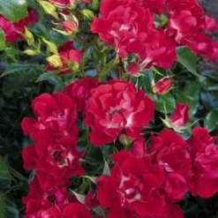 Miniklimroos (Rosa 'Rambling Rosie') -Tuin Verhaal Verkoopwinkel 20060522132020 1