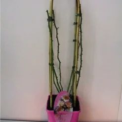 Miniklimroos (Rosa 'Rambling Rosie')