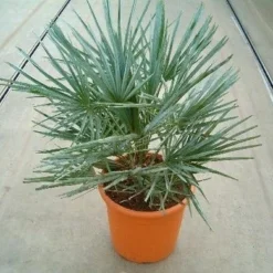 Dwergpalm (Chamaerops Humilis 'Cerifera') -Tuin Verhaal Verkoopwinkel 20060622161932 2