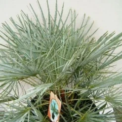 Dwergpalm (Chamaerops Humilis 'Cerifera') -Tuin Verhaal Verkoopwinkel 20060719133839 2