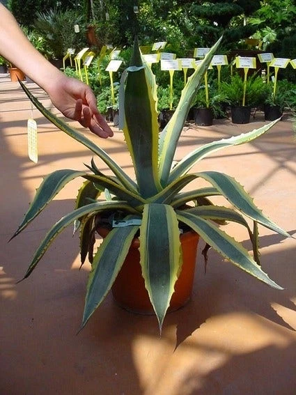 Agave (Agave Americana 'Variegata') 4 Agave (Agave Americana 'Variegata') - Afbeelding 2