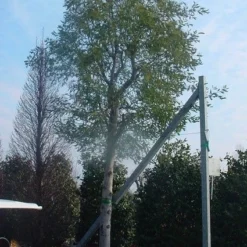 Mimosa (Acacia Dealbata) 15 Mimosa (Acacia Dealbata) -Tuin Verhaal Verkoopwinkel 20070701224959 7