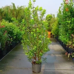 Aardbeiboom Als Struik (Arbutus Unedo) -Tuin Verhaal Verkoopwinkel 20070704144114 7