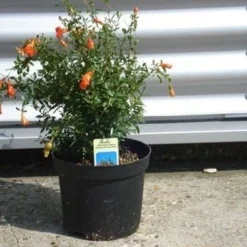 Granaatappel Als Struik (Punica Granatum) 10 Granaatappel Als Struik (Punica Granatum) -Tuin Verhaal Verkoopwinkel 20070801142819 7