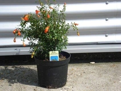 Granaatappel Als Struik (Punica Granatum) 4 Granaatappel Als Struik (Punica Granatum) - Afbeelding 2