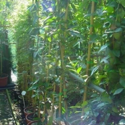 Bosrank, Groenblijvend (Clematis Armandii) 13 Bosrank, Groenblijvend (Clematis Armandii) -Tuin Verhaal Verkoopwinkel 20070814193958 5