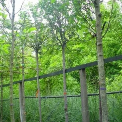 Kweepeer (Cydonia Oblonga) 11 Kweepeer (Cydonia Oblonga) -Tuin Verhaal Verkoopwinkel 20070907160839 5