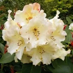Rhododendron (Rhododendron 'Horizon Monarch')