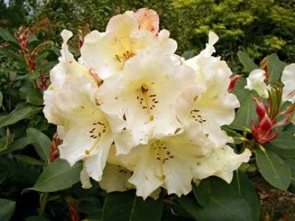 Rhododendron (Rhododendron 'Horizon Monarch') 3 Rhododendron (Rhododendron 'Horizon Monarch')