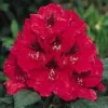 Rhododendron (Rhododendron 'Lord Roberts') -Tuin Verhaal Verkoopwinkel 20071114152649 2