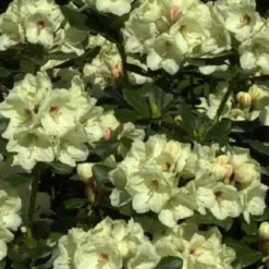 Rhododendron (Rhododendron 'Flava')