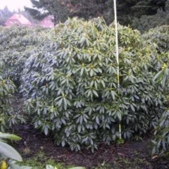 Rhododendron (Rhododendron Catawbiense 'Boursault') 14 Rhododendron (Rhododendron Catawbiense 'Boursault') -Tuin Verhaal Verkoopwinkel 20071119223754 16