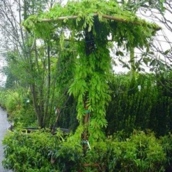 Blauwe Regen (Wisteria Sinensis) -Tuin Verhaal Verkoopwinkel 20071130090736 20