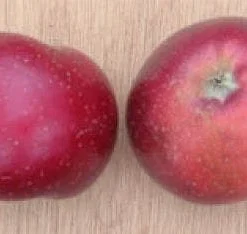 Appelboom (Malus Domestica 'Sterappel') -Tuin Verhaal Verkoopwinkel 20080312135122 4 1