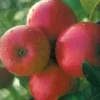Appelboom (Malus Domestica 'Ecolette') -Tuin Verhaal Verkoopwinkel 20080317135727 2
