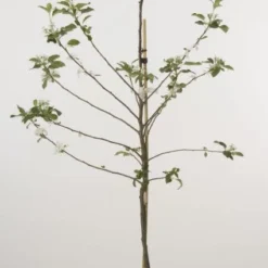 Lei-Appel (Malus Domestica 'Cox's Orange') -Tuin Verhaal Verkoopwinkel 20080318090058 1