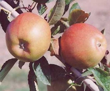 Lei-Appel (Malus Domestica 'Braeburn') 5 Lei-Appel (Malus Domestica 'Braeburn') - Afbeelding 3