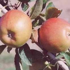 Lei-Appel (Malus Domestica 'Braeburn') 9 Lei-Appel (Malus Domestica 'Braeburn') -Tuin Verhaal Verkoopwinkel 20080318091048 1