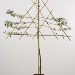 Lei-Appel (Malus Domestica 'Cox's Orange') -Tuin Verhaal Verkoopwinkel 20080318093506 1