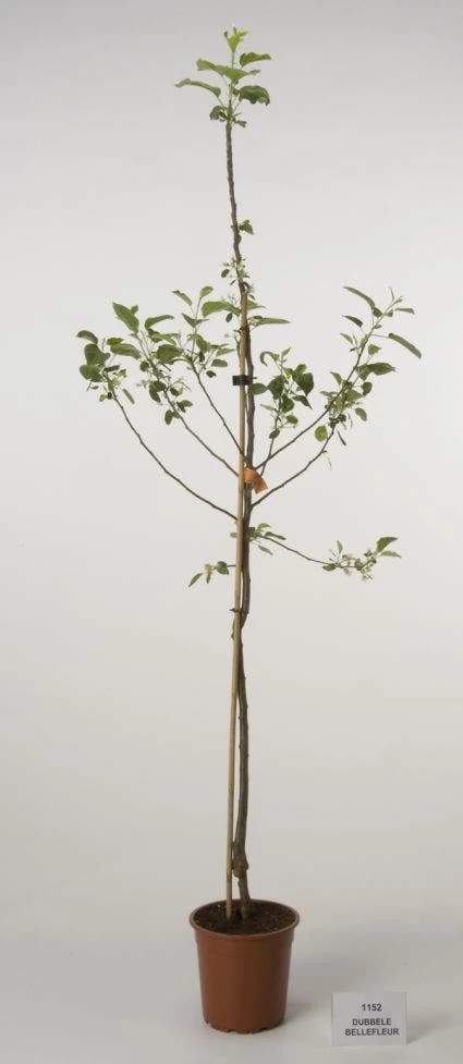 Appelboom (Malus Domestica 'Dubbele Bellefleur') 4 Appelboom (Malus Domestica 'Dubbele Bellefleur') - Afbeelding 2