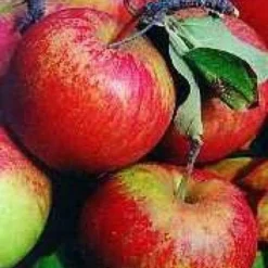 Lei-Appel (Malus Domestica 'Cox's Orange') -Tuin Verhaal Verkoopwinkel 20080326220704 1