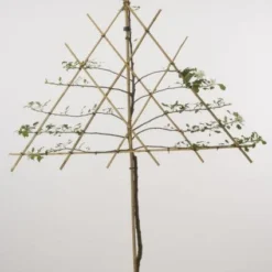 Lei-Appel (Malus Domestica 'Cox's Orange') -Tuin Verhaal Verkoopwinkel 20080326220814 1