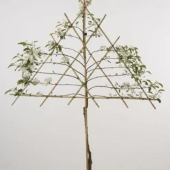 Lei-Appel (Malus Domestica 'Cox's Orange') -Tuin Verhaal Verkoopwinkel 20080326222237 1