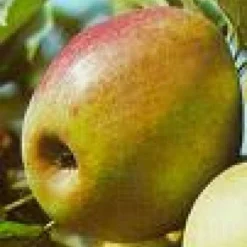 Lei-Appel (Malus Domestica 'Rode Boskoop') -Tuin Verhaal Verkoopwinkel 20080326222940 1