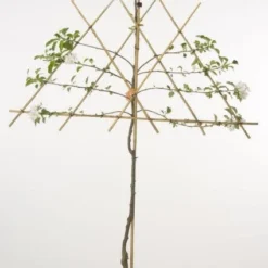 Lei-Appel (Malus Domestica 'Cox's Orange') -Tuin Verhaal Verkoopwinkel 20080326223921 1