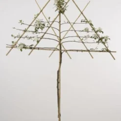 Lei-Appel (Malus Domestica 'Cox's Orange') -Tuin Verhaal Verkoopwinkel 20080326224211 1