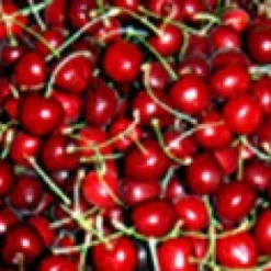 Kersenboom (Prunus Avium 'Lapins') 5 Kersenboom (Prunus Avium 'Lapins') -Tuin Verhaal Verkoopwinkel 20080414154643 2