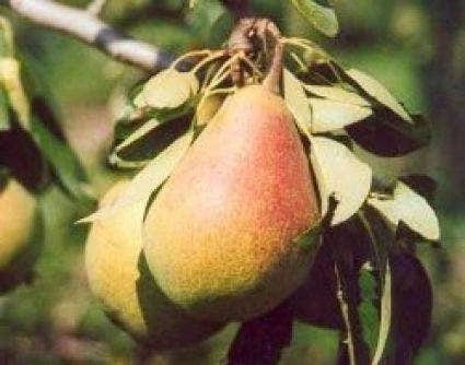 Lei-Peer (Pyrus Communis 'Clapp's Favourite') 3 Lei-Peer (Pyrus Communis 'Clapp's Favourite')