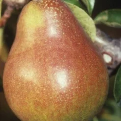 Perenboom (Pyrus Communis 'Doyenne Du Comice') -Tuin Verhaal Verkoopwinkel 20080417132436 6