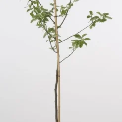 Kweepeer (Cydonia Oblonga) 10 Kweepeer (Cydonia Oblonga) -Tuin Verhaal Verkoopwinkel 20080417145544 2