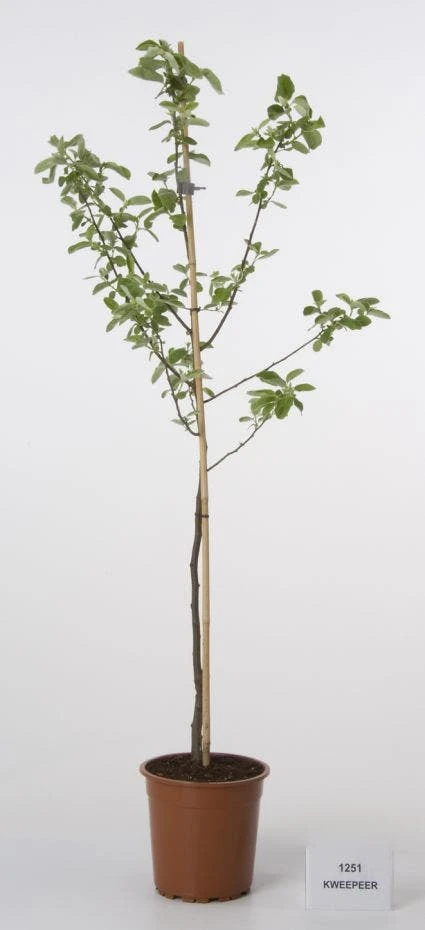 Kweepeer (Cydonia Oblonga) 5 Kweepeer (Cydonia Oblonga) - Afbeelding 3