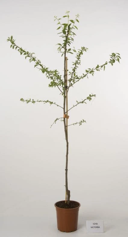 Pruimenboom (Prunus Domestica 'Victoria') 3 Pruimenboom (Prunus Domestica 'Victoria')