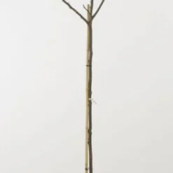 Walnoot (Juglans Regia 'Broadview') -Tuin Verhaal Verkoopwinkel 20080516144158 4