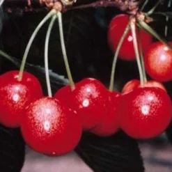 Lei-Kers (Prunus Avium 'Sunburst') 7 Lei-Kers (Prunus Avium 'Sunburst') -Tuin Verhaal Verkoopwinkel 20080519135155 1