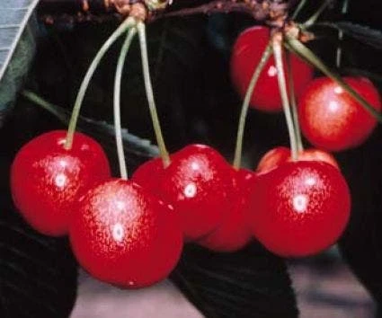 Lei-Kers (Prunus Avium 'Sunburst') 5 Lei-Kers (Prunus Avium 'Sunburst') - Afbeelding 3