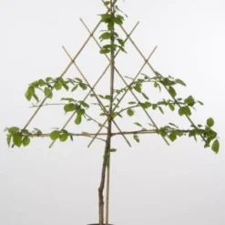 Lei-Kers (Prunus Avium 'Sunburst') 6 Lei-Kers (Prunus Avium 'Sunburst') -Tuin Verhaal Verkoopwinkel 20080519135332 1