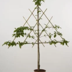 Lei-Kers (Prunus Avium 'Merchant')