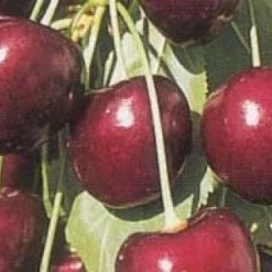 Lei-Kers (Prunus Avium 'Kordia') 7 Lei-Kers (Prunus Avium 'Kordia') -Tuin Verhaal Verkoopwinkel 20080519140042 1