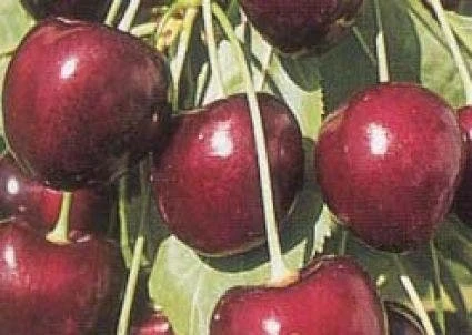 Lei-Kers (Prunus Avium 'Kordia') 5 Lei-Kers (Prunus Avium 'Kordia') - Afbeelding 3